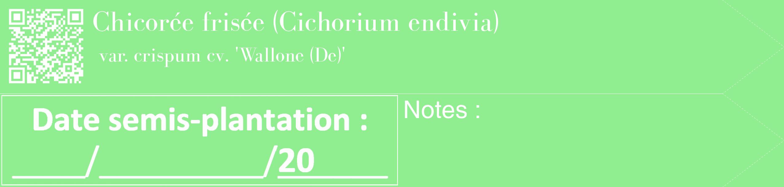 Étiquette de : Cichorium endivia var. crispum cv. 'Wallone (De)' - format c - style blanche15_simple_simplebod avec qrcode et comestibilité