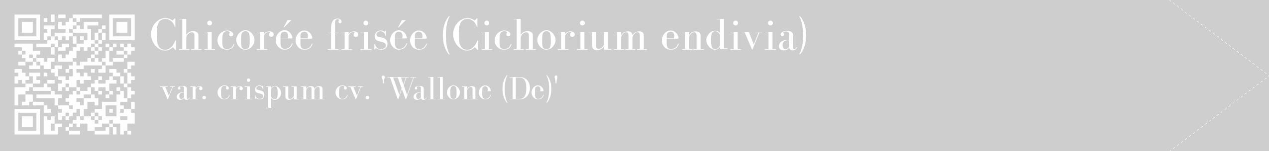 Étiquette de : Cichorium endivia var. crispum cv. 'Wallone (De)' - format c - style blanche17_simple_simplebod avec qrcode et comestibilité