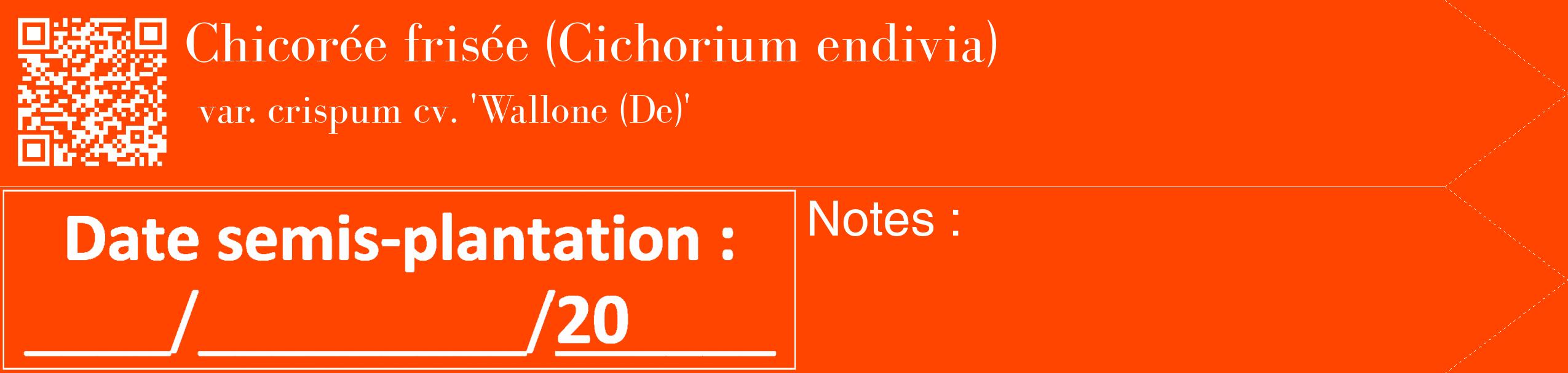 Étiquette de : Cichorium endivia var. crispum cv. 'Wallone (De)' - format c - style blanche26_simple_simplebod avec qrcode et comestibilité