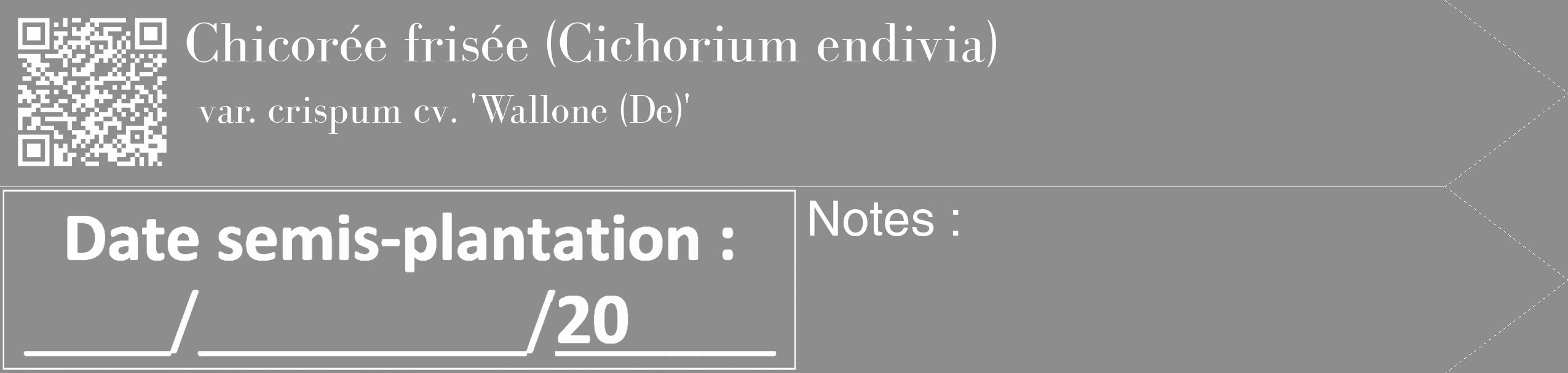 Étiquette de : Cichorium endivia var. crispum cv. 'Wallone (De)' - format c - style blanche2_simple_simplebod avec qrcode et comestibilité