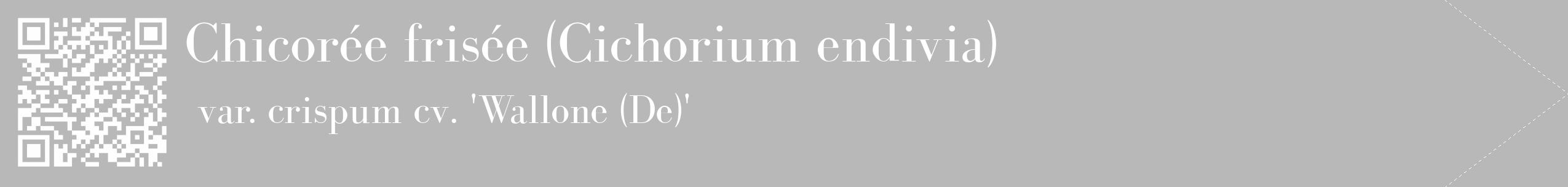 Étiquette de : Cichorium endivia var. crispum cv. 'Wallone (De)' - format c - style blanche39_simple_simplebod avec qrcode et comestibilité