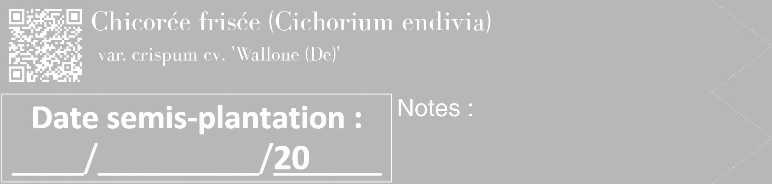 Étiquette de : Cichorium endivia var. crispum cv. 'Wallone (De)' - format c - style blanche39_simple_simplebod avec qrcode et comestibilité