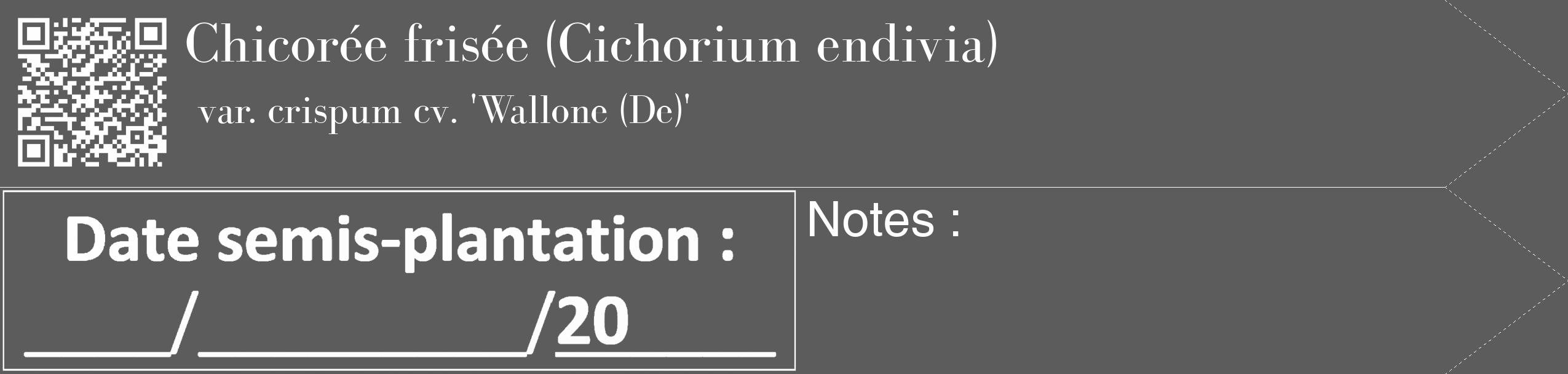 Étiquette de : Cichorium endivia var. crispum cv. 'Wallone (De)' - format c - style blanche49_simple_simplebod avec qrcode et comestibilité
