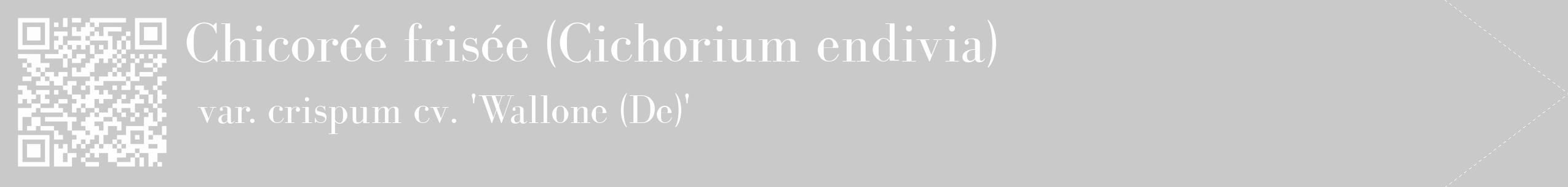 Étiquette de : Cichorium endivia var. crispum cv. 'Wallone (De)' - format c - style blanche54_simple_simplebod avec qrcode et comestibilité