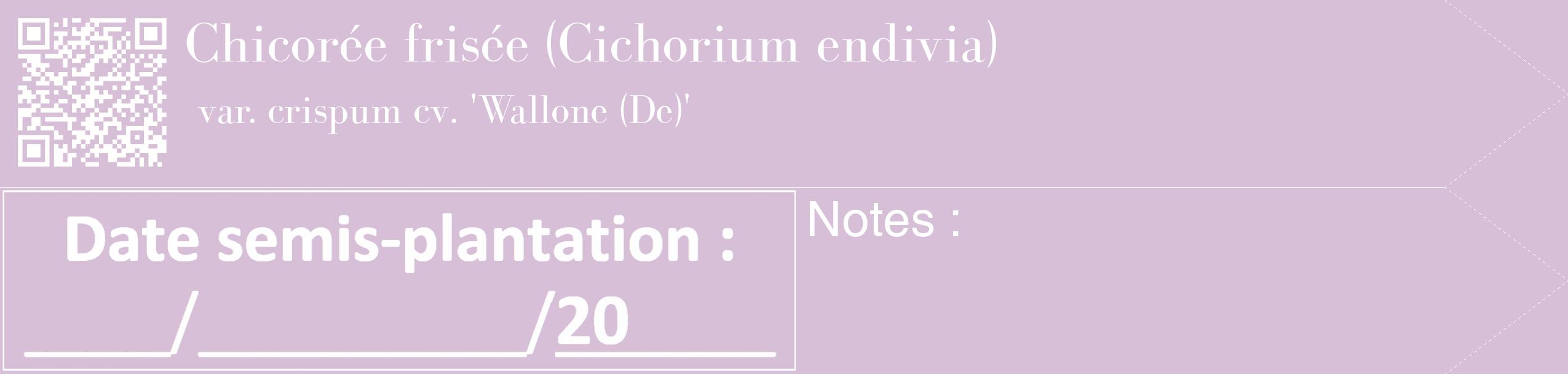 Étiquette de : Cichorium endivia var. crispum cv. 'Wallone (De)' - format c - style blanche54_simple_simplebod avec qrcode et comestibilité