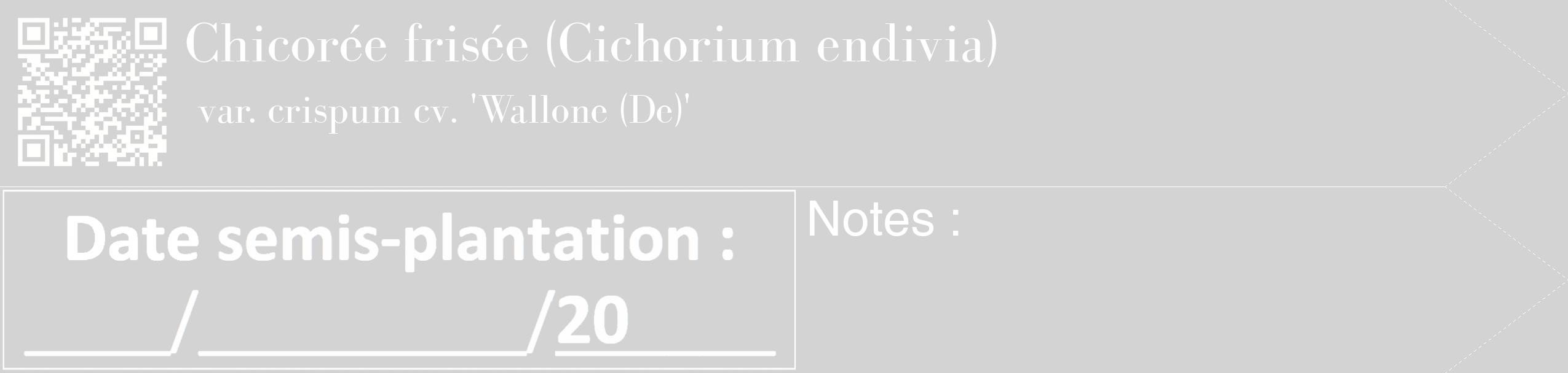 Étiquette de : Cichorium endivia var. crispum cv. 'Wallone (De)' - format c - style blanche56_simple_simplebod avec qrcode et comestibilité