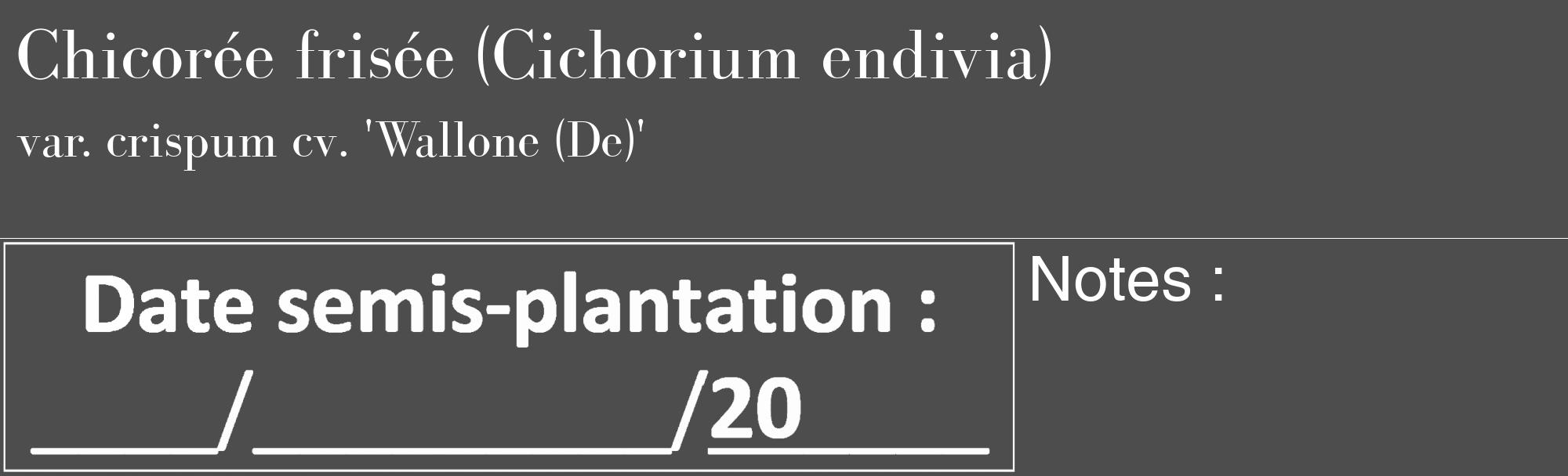 Étiquette de : Cichorium endivia var. crispum cv. 'Wallone (De)' - format c - style blanche28_basique_basiquebod avec comestibilité