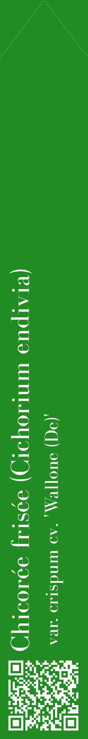 Étiquette de : Cichorium endivia var. crispum cv. 'Wallone (De)' - format c - style blanche10_simplebod avec qrcode et comestibilité