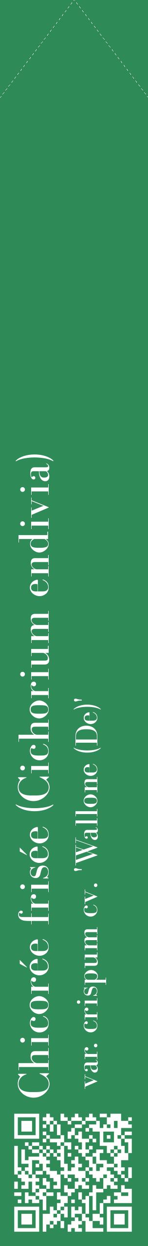 Étiquette de : Cichorium endivia var. crispum cv. 'Wallone (De)' - format c - style blanche11_simplebod avec qrcode et comestibilité