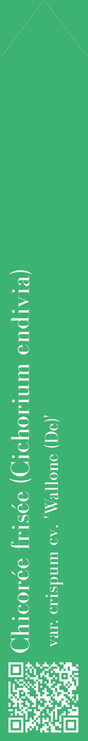 Étiquette de : Cichorium endivia var. crispum cv. 'Wallone (De)' - format c - style blanche12_simplebod avec qrcode et comestibilité