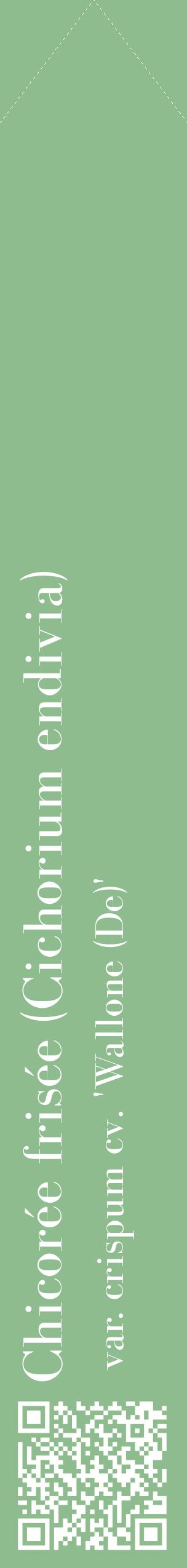 Étiquette de : Cichorium endivia var. crispum cv. 'Wallone (De)' - format c - style blanche13_simplebod avec qrcode et comestibilité