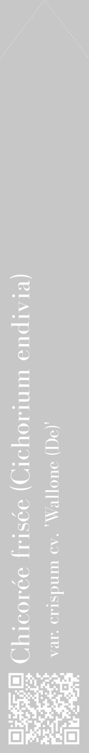 Étiquette de : Cichorium endivia var. crispum cv. 'Wallone (De)' - format c - style blanche15_simple_simplebod avec qrcode et comestibilité - position verticale