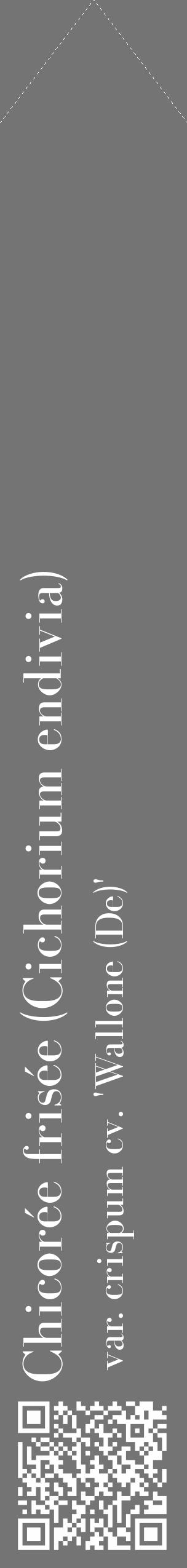 Étiquette de : Cichorium endivia var. crispum cv. 'Wallone (De)' - format c - style blanche26_simple_simplebod avec qrcode et comestibilité - position verticale