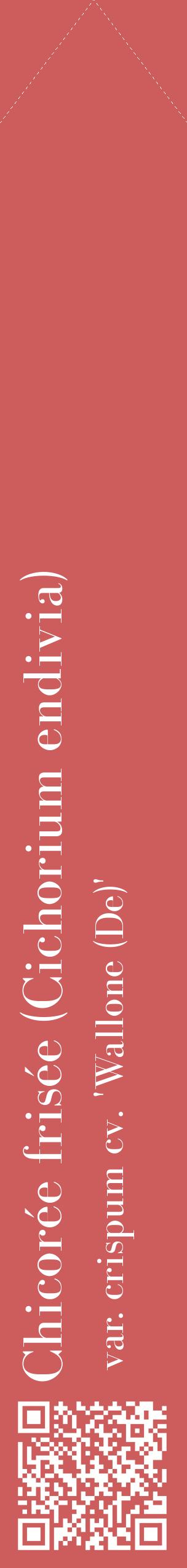 Étiquette de : Cichorium endivia var. crispum cv. 'Wallone (De)' - format c - style blanche35_simplebod avec qrcode et comestibilité