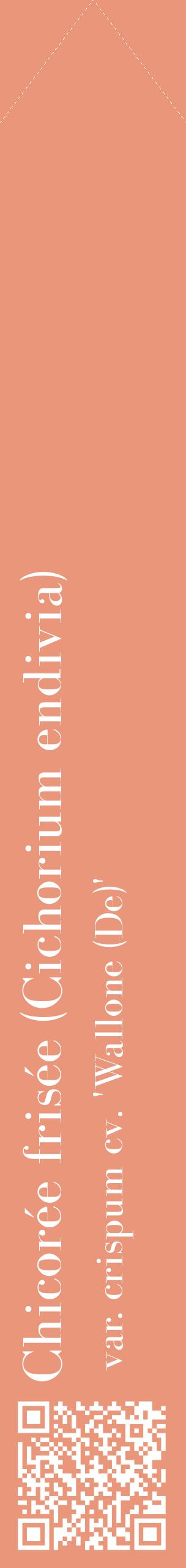 Étiquette de : Cichorium endivia var. crispum cv. 'Wallone (De)' - format c - style blanche37_simplebod avec qrcode et comestibilité