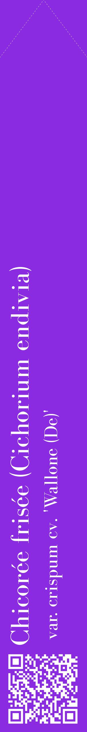 Étiquette de : Cichorium endivia var. crispum cv. 'Wallone (De)' - format c - style blanche49_simplebod avec qrcode et comestibilité