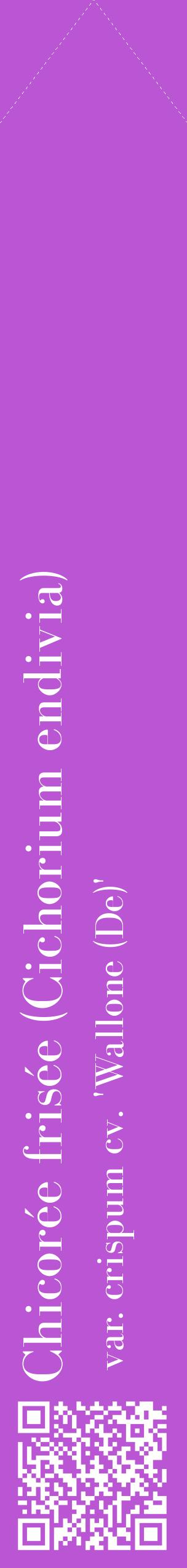Étiquette de : Cichorium endivia var. crispum cv. 'Wallone (De)' - format c - style blanche50_simplebod avec qrcode et comestibilité
