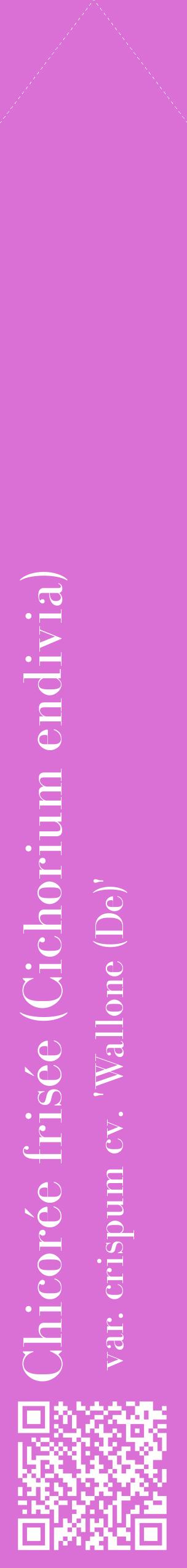 Étiquette de : Cichorium endivia var. crispum cv. 'Wallone (De)' - format c - style blanche52_simplebod avec qrcode et comestibilité