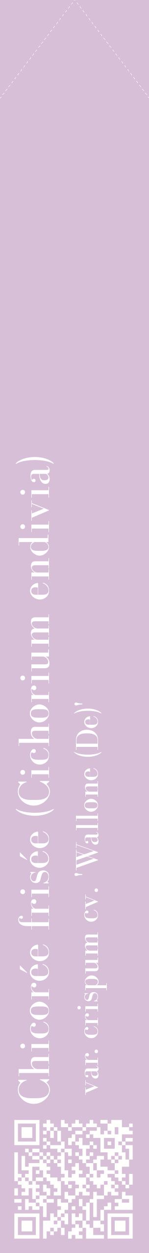 Étiquette de : Cichorium endivia var. crispum cv. 'Wallone (De)' - format c - style blanche54_simplebod avec qrcode et comestibilité