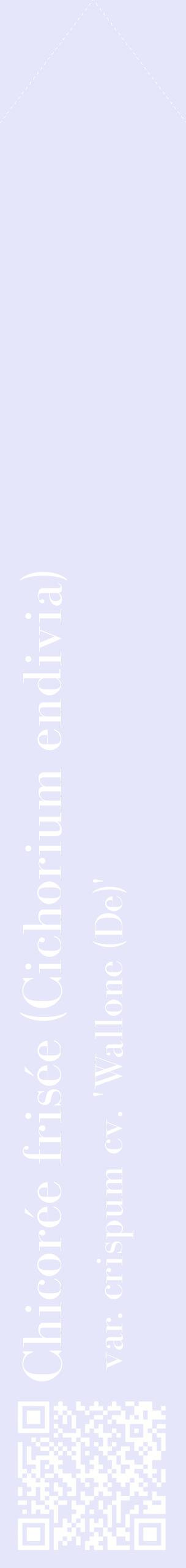 Étiquette de : Cichorium endivia var. crispum cv. 'Wallone (De)' - format c - style blanche55_simplebod avec qrcode et comestibilité