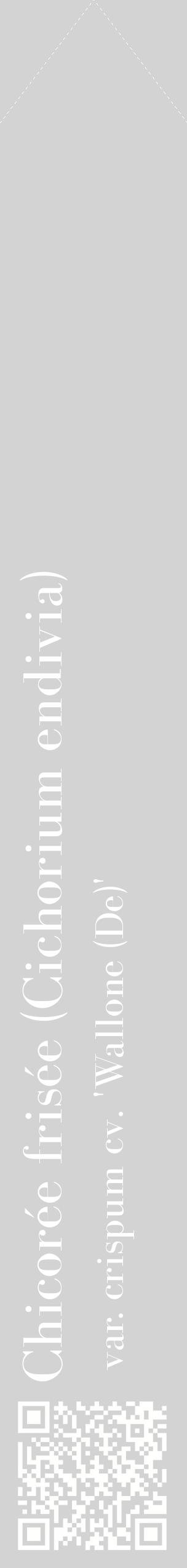 Étiquette de : Cichorium endivia var. crispum cv. 'Wallone (De)' - format c - style blanche56_simplebod avec qrcode et comestibilité