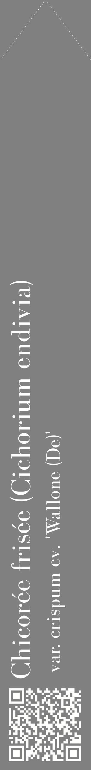 Étiquette de : Cichorium endivia var. crispum cv. 'Wallone (De)' - format c - style blanche57_simplebod avec qrcode et comestibilité