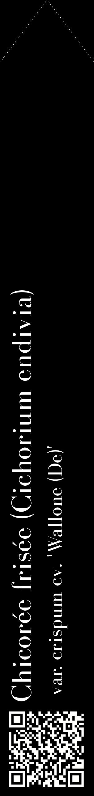 Étiquette de : Cichorium endivia var. crispum cv. 'Wallone (De)' - format c - style blanche59_simplebod avec qrcode et comestibilité