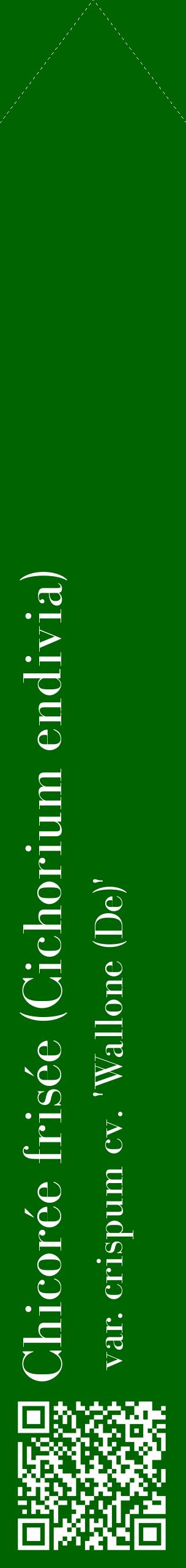 Étiquette de : Cichorium endivia var. crispum cv. 'Wallone (De)' - format c - style blanche8_simplebod avec qrcode et comestibilité