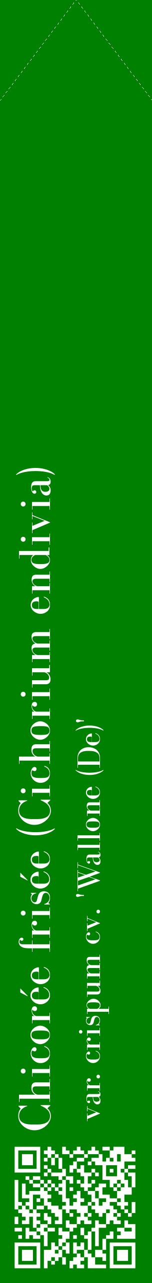 Étiquette de : Cichorium endivia var. crispum cv. 'Wallone (De)' - format c - style blanche9_simplebod avec qrcode et comestibilité