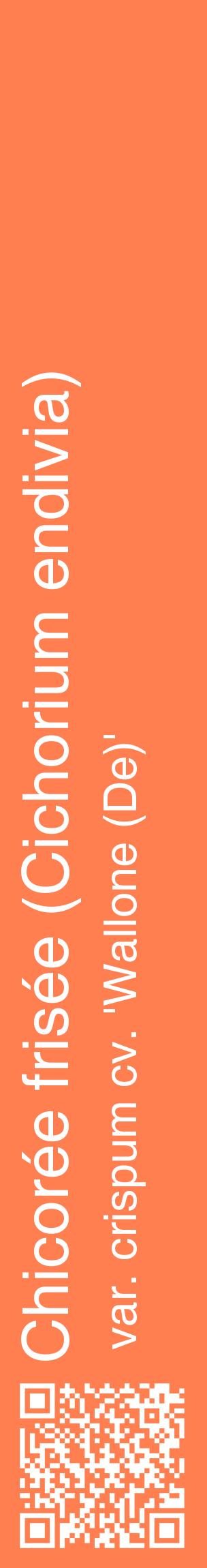 Étiquette de : Cichorium endivia var. crispum cv. 'Wallone (De)' - format c - style blanche24_basiquehel avec qrcode et comestibilité
