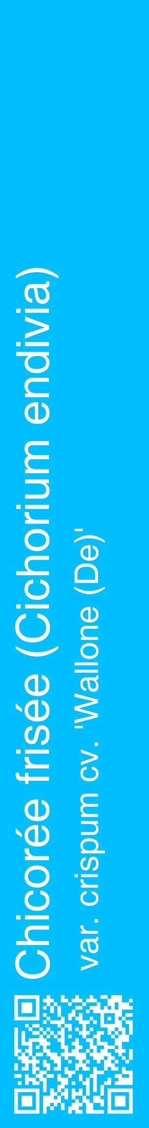 Étiquette de : Cichorium endivia var. crispum cv. 'Wallone (De)' - format c - style blanche2_basiquehel avec qrcode et comestibilité