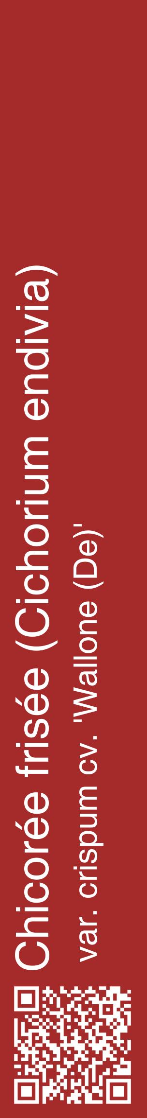 Étiquette de : Cichorium endivia var. crispum cv. 'Wallone (De)' - format c - style blanche33_basiquehel avec qrcode et comestibilité