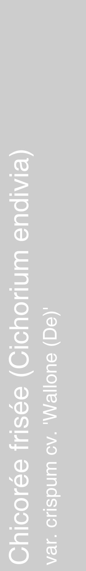 Étiquette de : Cichorium endivia var. crispum cv. 'Wallone (De)' - format c - style blanche41_basique_basiquehel avec comestibilité - position verticale