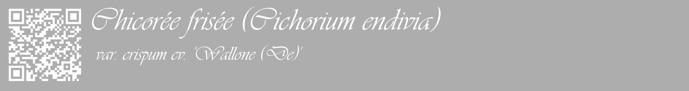 Étiquette de : Cichorium endivia var. crispum cv. 'Wallone (De)' - format c - style blanche22_basique_basiqueviv avec qrcode et comestibilité
