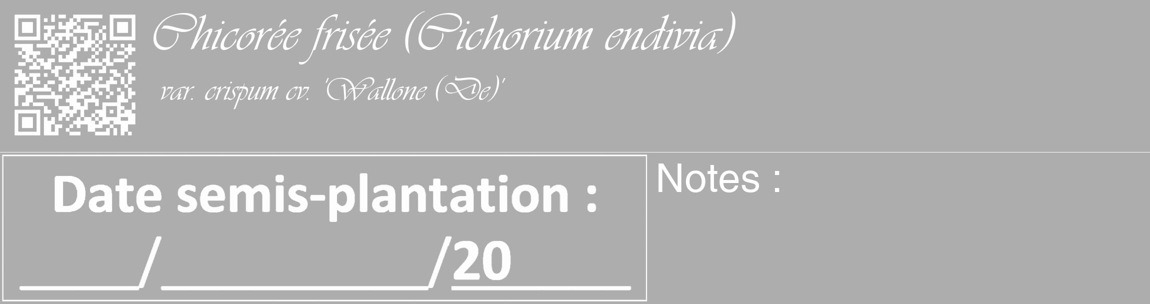 Étiquette de : Cichorium endivia var. crispum cv. 'Wallone (De)' - format c - style blanche22_basique_basiqueviv avec qrcode et comestibilité