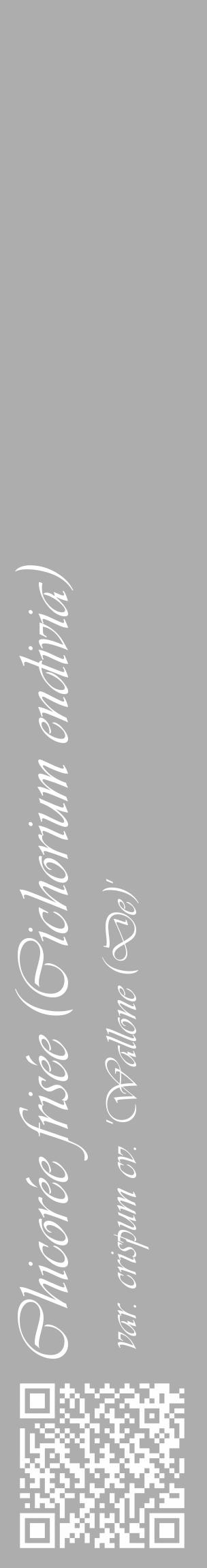 Étiquette de : Cichorium endivia var. crispum cv. 'Wallone (De)' - format c - style blanche22_basique_basiqueviv avec qrcode et comestibilité - position verticale