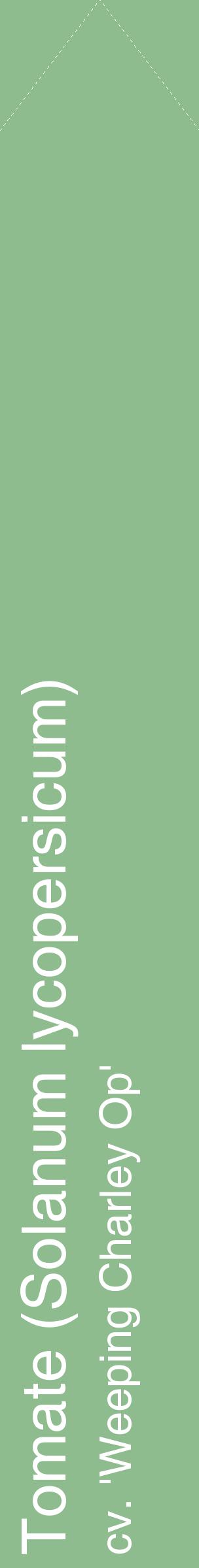 Étiquette de : Solanum lycopersicum cv. 'Weeping Charley Op' - format c - style blanche13_simplehel avec comestibilité
