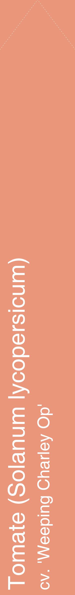 Étiquette de : Solanum lycopersicum cv. 'Weeping Charley Op' - format c - style blanche37_simplehel avec comestibilité
