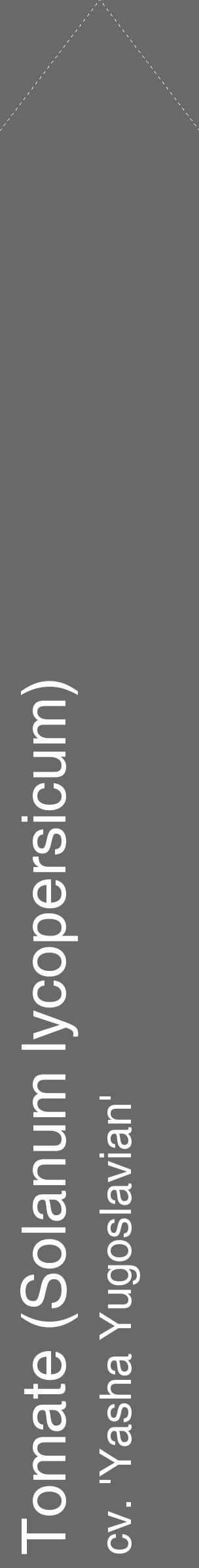 Étiquette de : Solanum lycopersicum cv. 'Yasha Yugoslavian' - format c - style blanche11_simple_simplehel avec comestibilité - position verticale