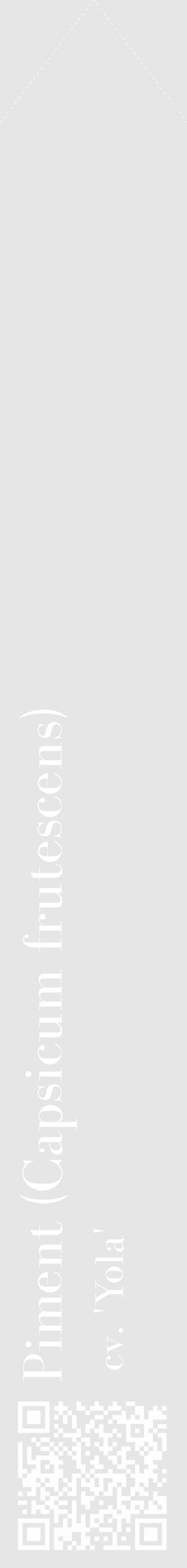 Étiquette de : Capsicum frutescens cv. 'Yola' - format c - style blanche18_simple_simplebod avec qrcode et comestibilité - position verticale