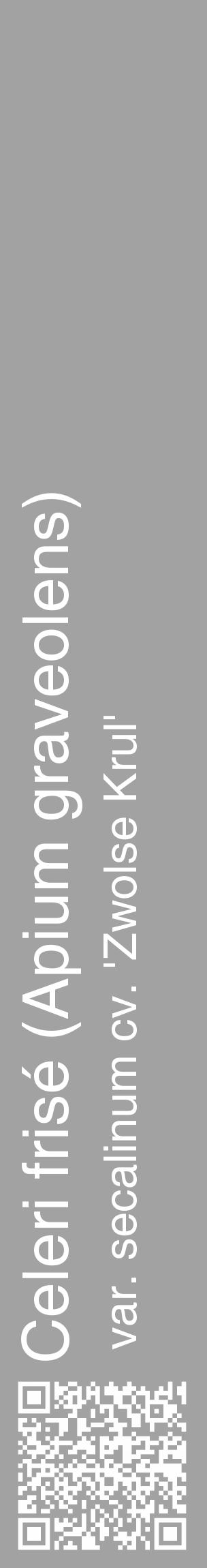 Étiquette de : Apium graveolens var. secalinum cv. 'Zwolse Krul' - format c - style blanche38_basique_basiquehel avec qrcode et comestibilité - position verticale