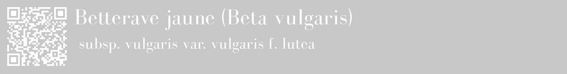 Étiquette de : Beta vulgaris subsp. vulgaris var. vulgaris f. lutea - format c - style blanche15_basique_basiquebod avec qrcode et comestibilité