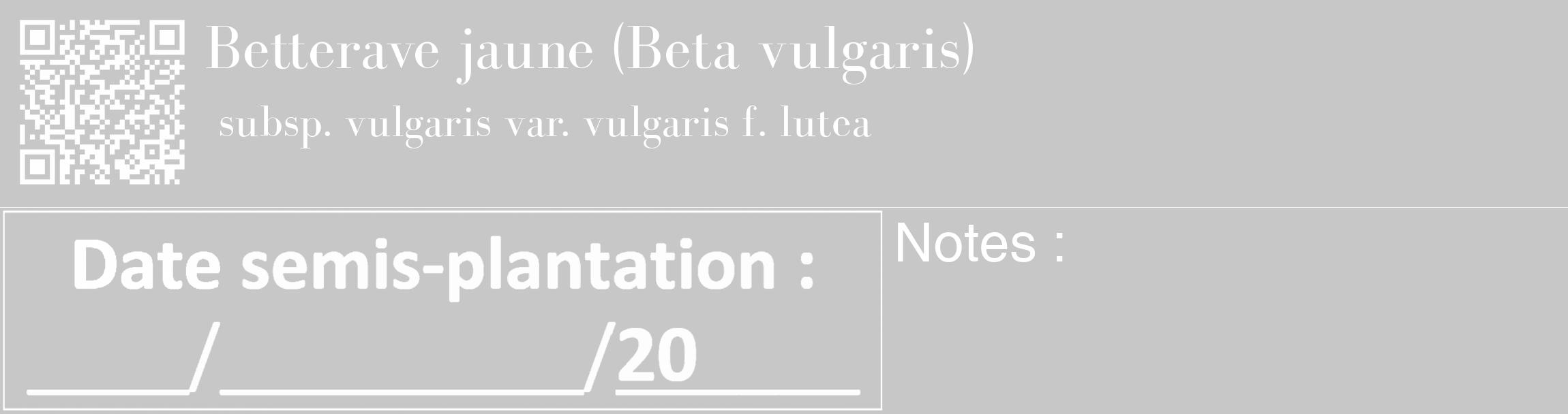 Étiquette de : Beta vulgaris subsp. vulgaris var. vulgaris f. lutea - format c - style blanche15_basique_basiquebod avec qrcode et comestibilité