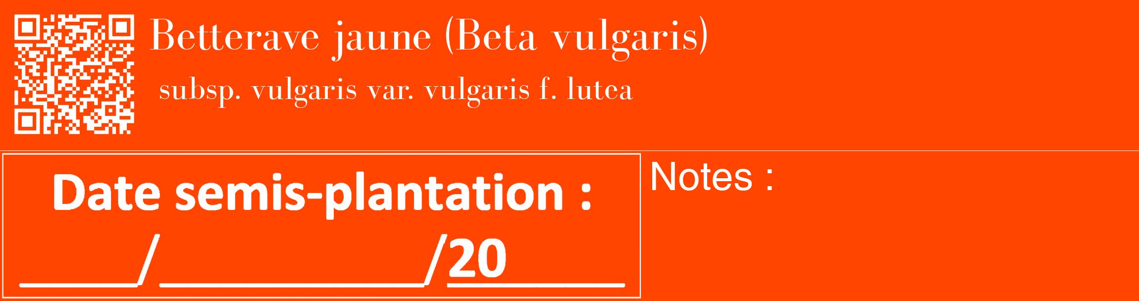 Étiquette de : Beta vulgaris subsp. vulgaris var. vulgaris f. lutea - format c - style blanche26_basique_basiquebod avec qrcode et comestibilité