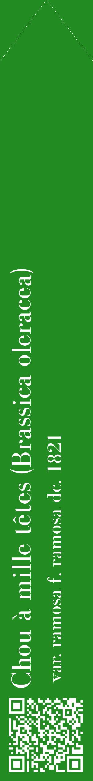 Étiquette de : Brassica oleracea var. ramosa f. ramosa dc. 1821 - format c - style blanche10_simplebod avec qrcode et comestibilité