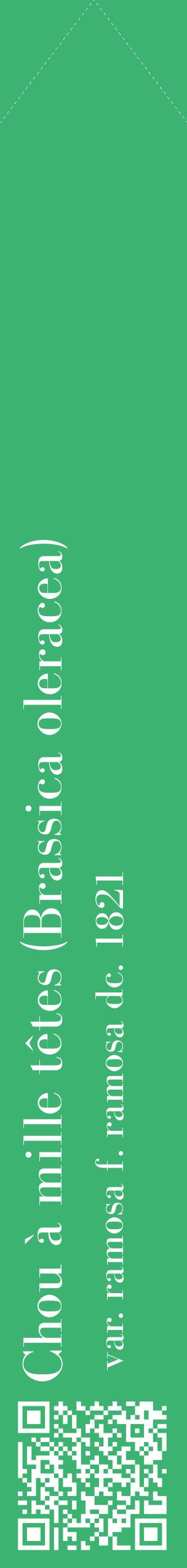 Étiquette de : Brassica oleracea var. ramosa f. ramosa dc. 1821 - format c - style blanche12_simplebod avec qrcode et comestibilité