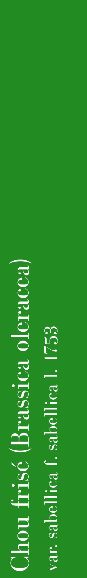 Étiquette de : Brassica oleracea var. sabellica f. sabellica l. 1753 - format c - style blanche10_basiquebod avec comestibilité