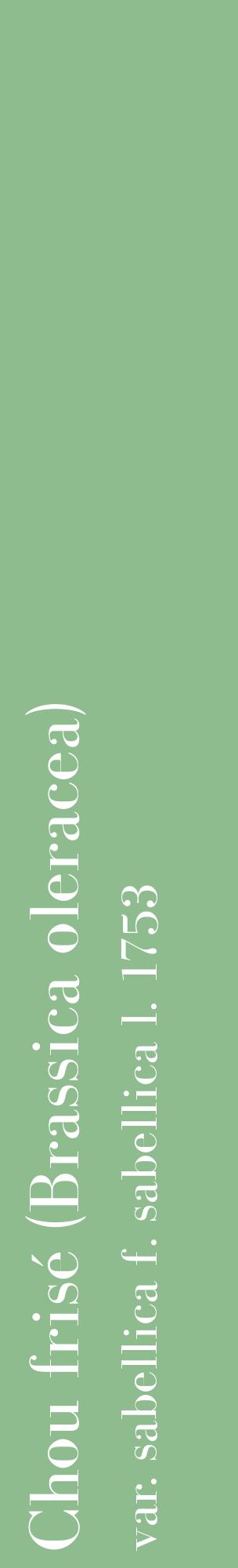 Étiquette de : Brassica oleracea var. sabellica f. sabellica l. 1753 - format c - style blanche13_basiquebod avec comestibilité
