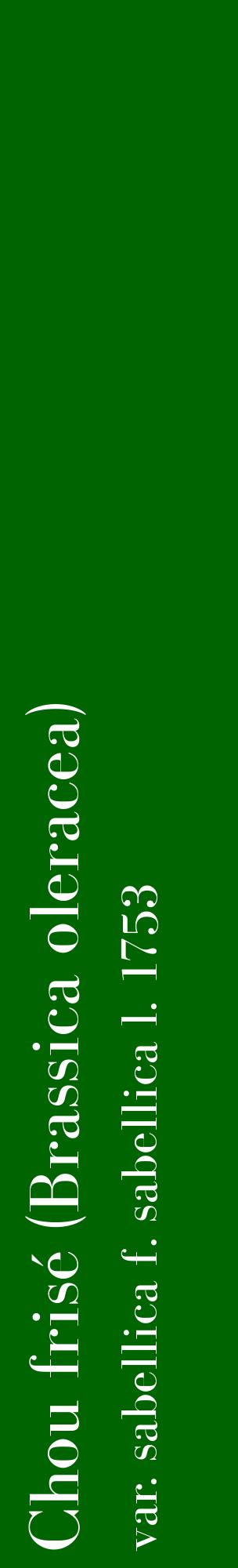 Étiquette de : Brassica oleracea var. sabellica f. sabellica l. 1753 - format c - style blanche8_basiquebod avec comestibilité