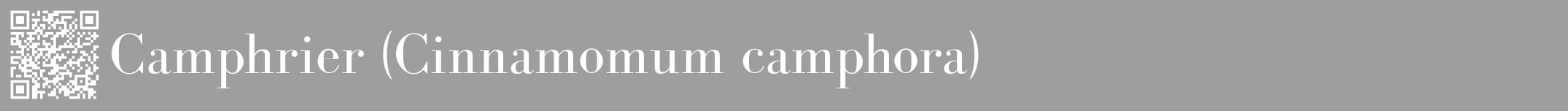 Étiquette de : Cinnamomum camphora - format a - style blanche42bod avec qrcode et comestibilité